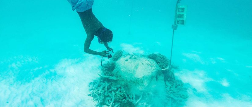 Club Med Kani, aux Maldives - Un homme plongeant en apnée pour voir les coraux. 