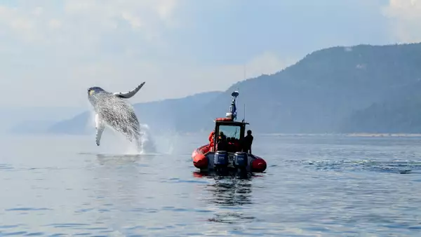 Activité observation des baleines